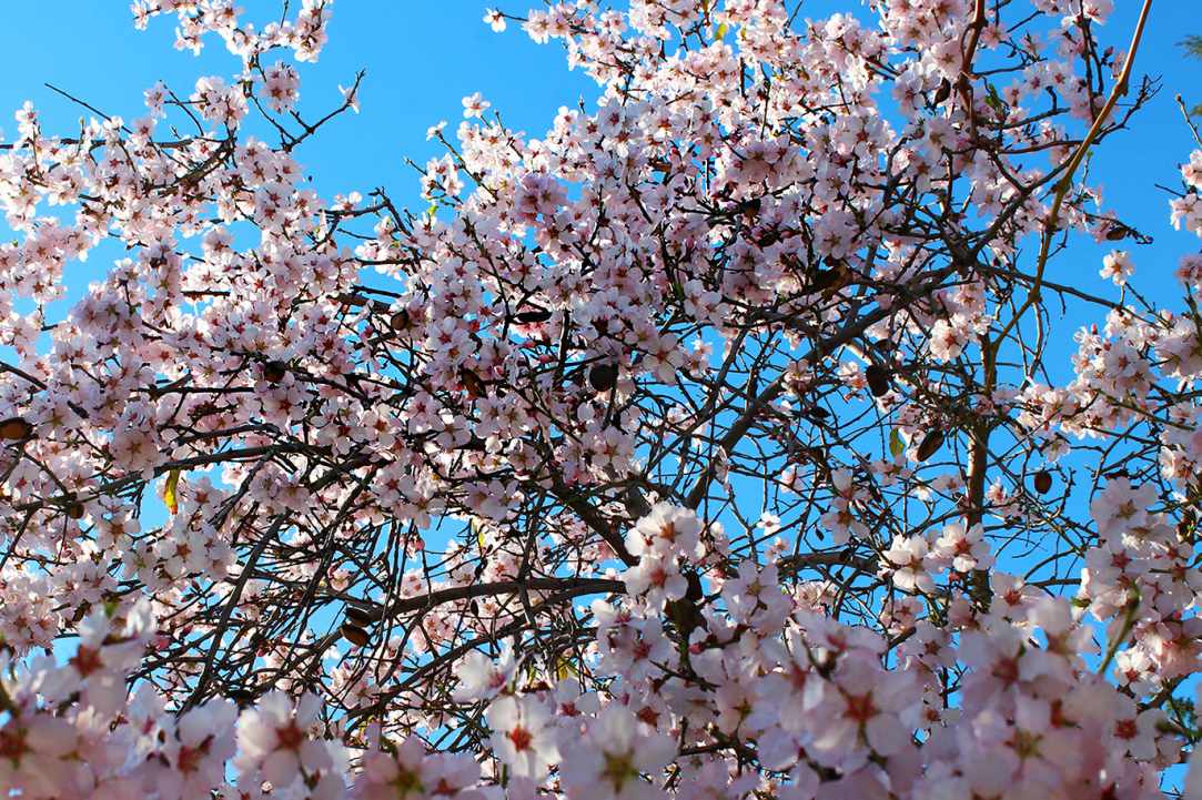 Blossomed almond tree