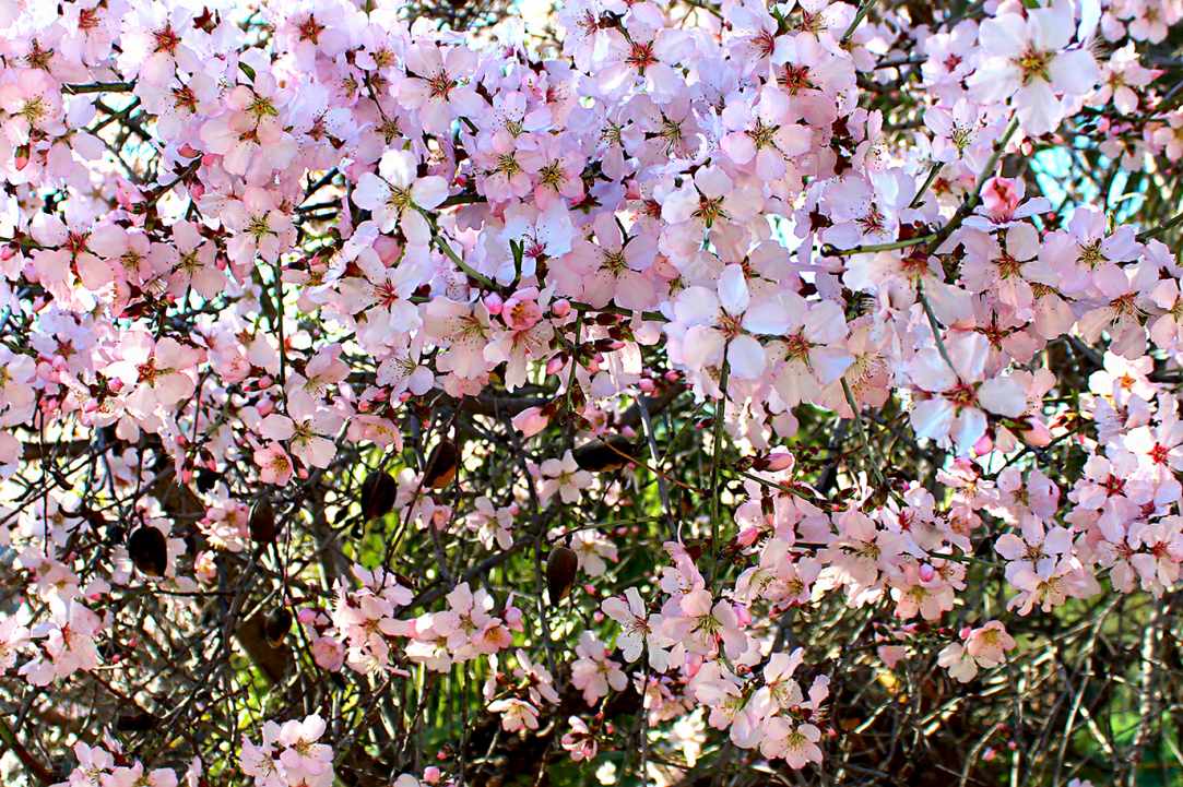 Blossomed almond tree