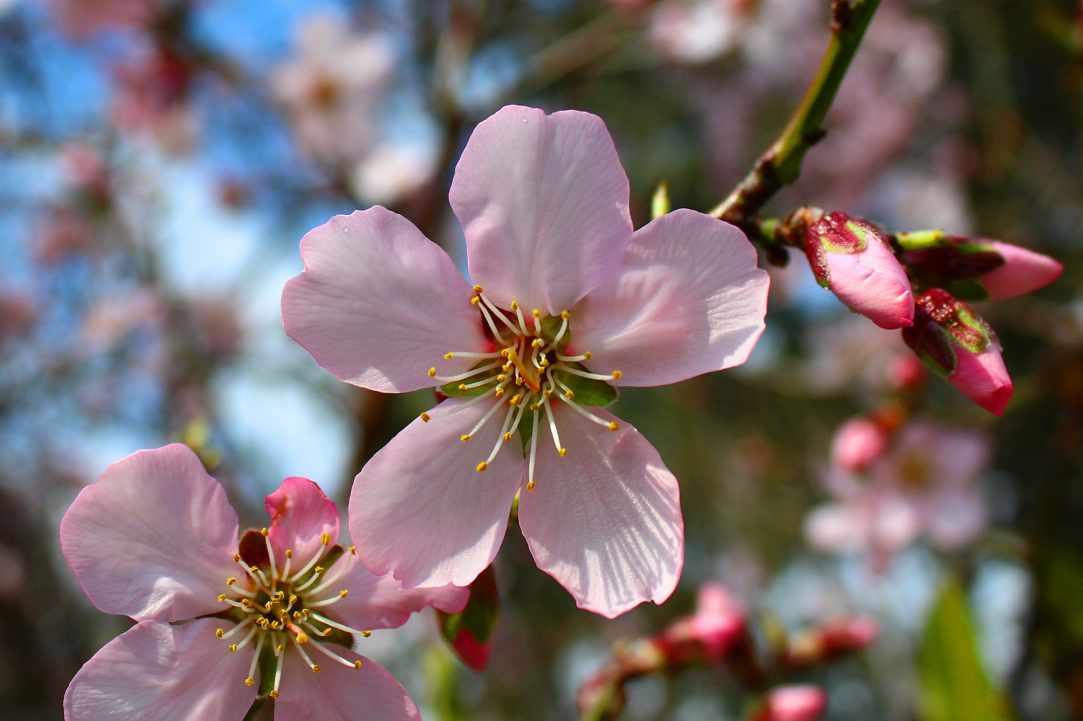 Blossomed almond tree