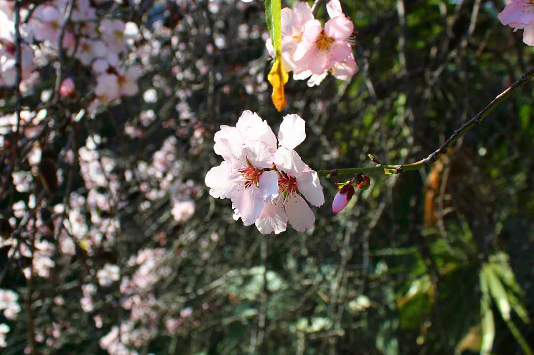 Blossomed almond tree