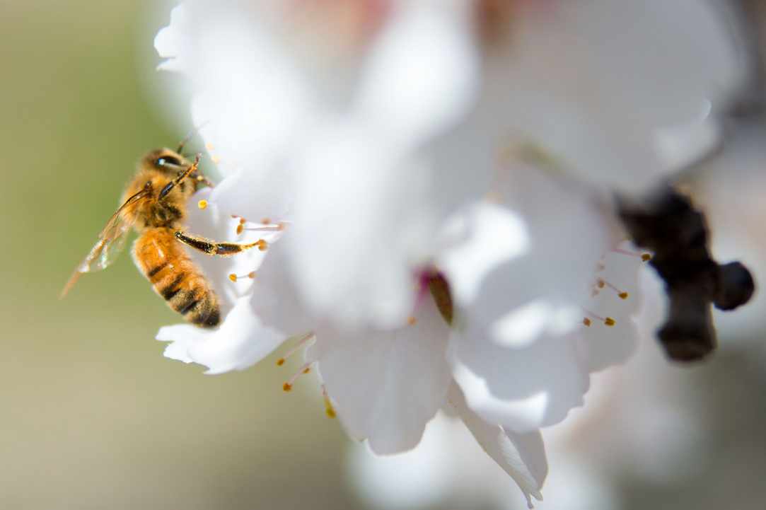 Blossomed almond tree
