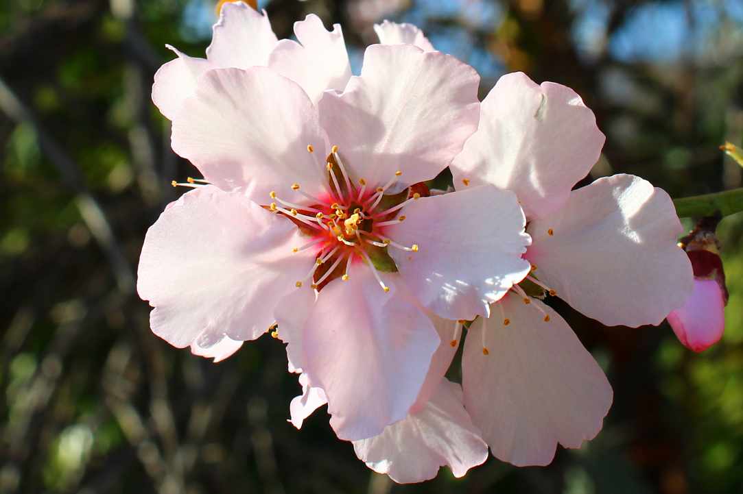 Blossomed almond tree