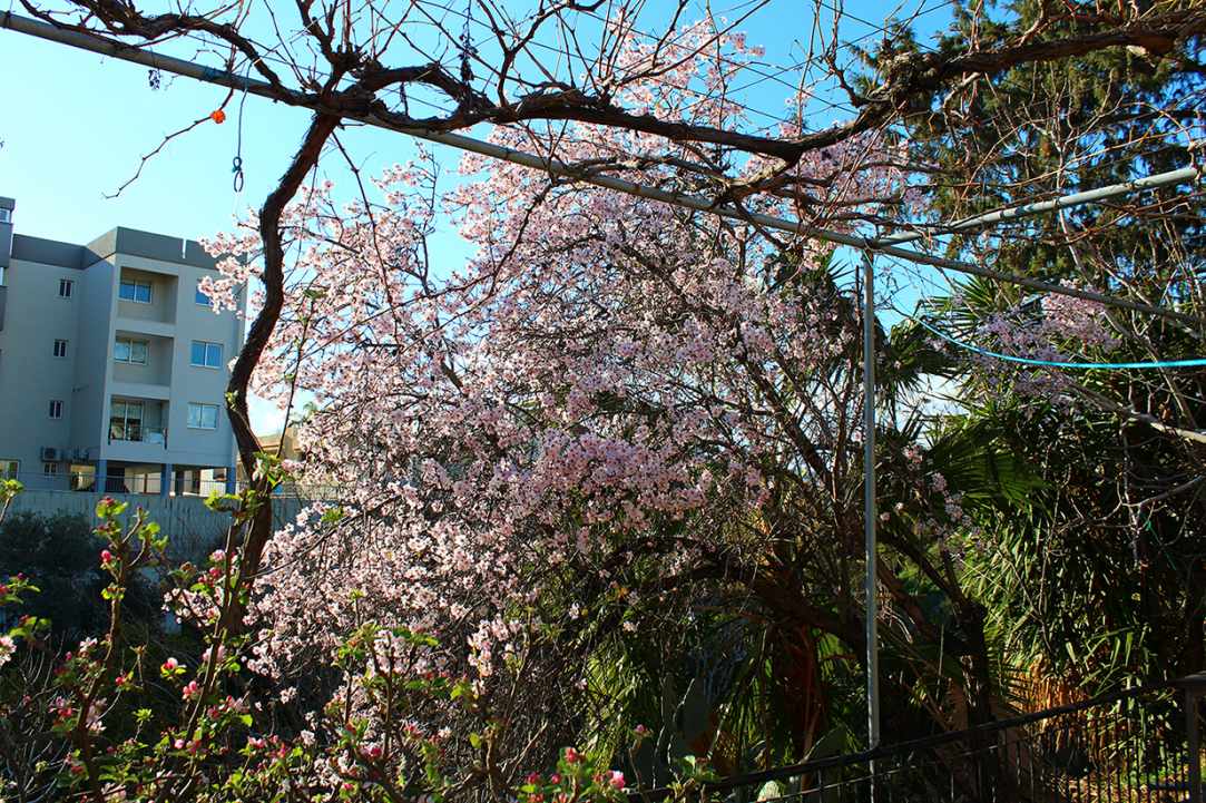 Blossomed almond tree