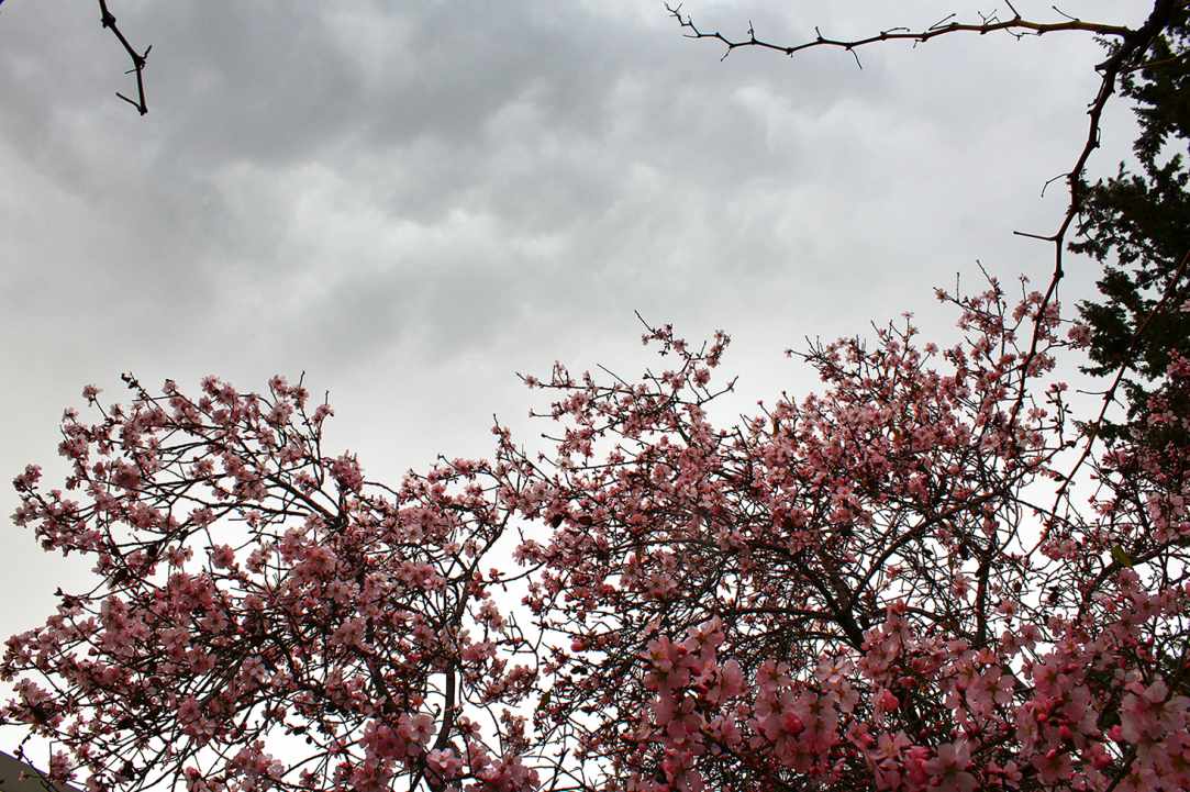 Blossomed almond tree