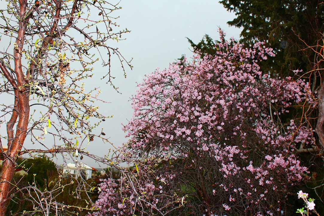 Blossomed almond tree