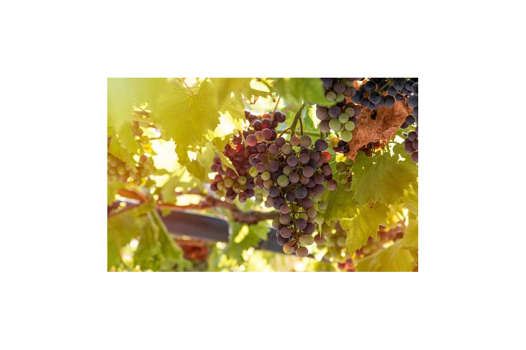 Next stop: Wine Villages in Limassol