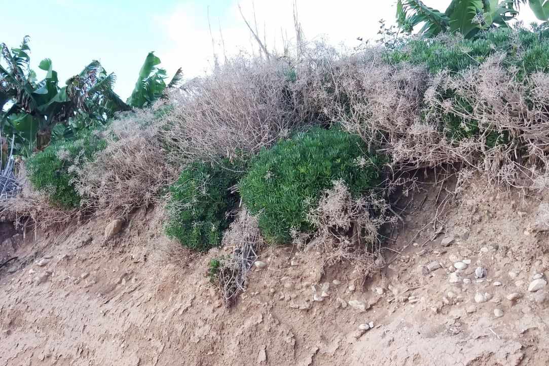 Crithmum (Sea fennel or Rock samphire)