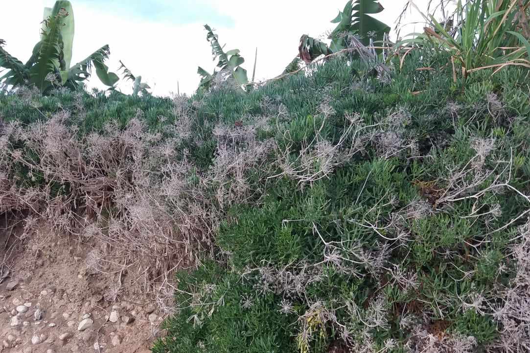 Crithmum (Sea fennel or Rock samphire)