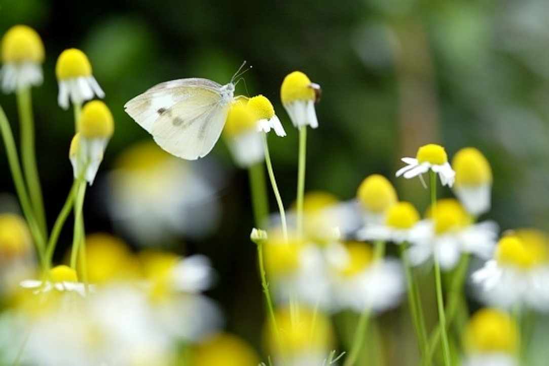 Chamomile. Learning about herbs.