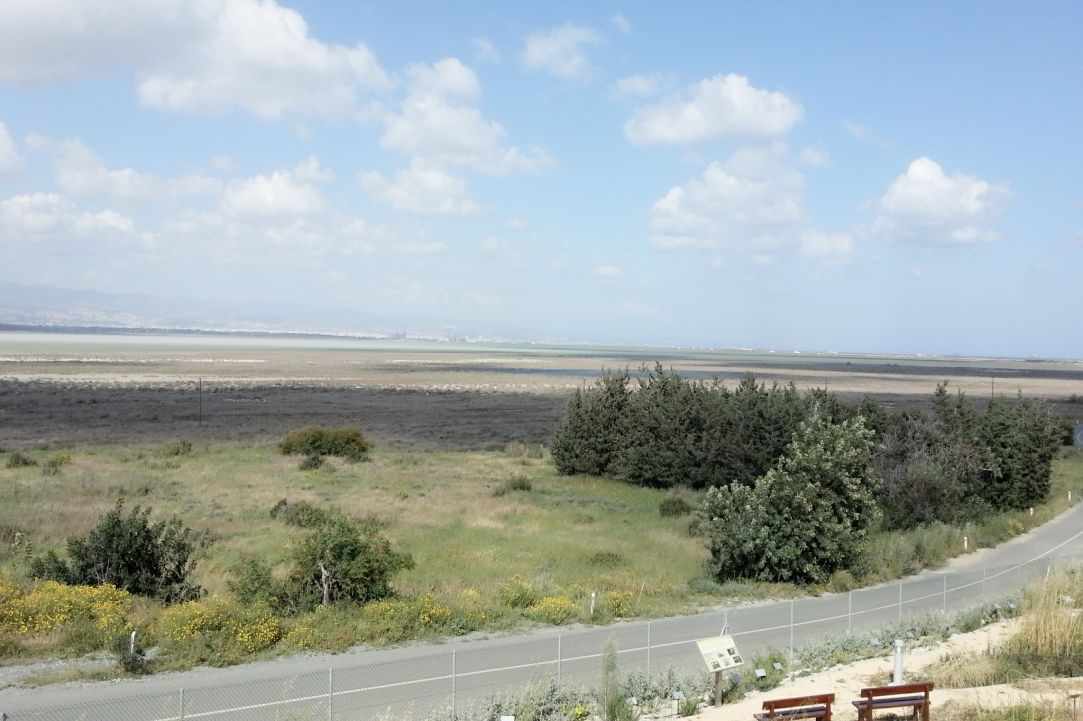 Saltlake of Akrotiri Limassol