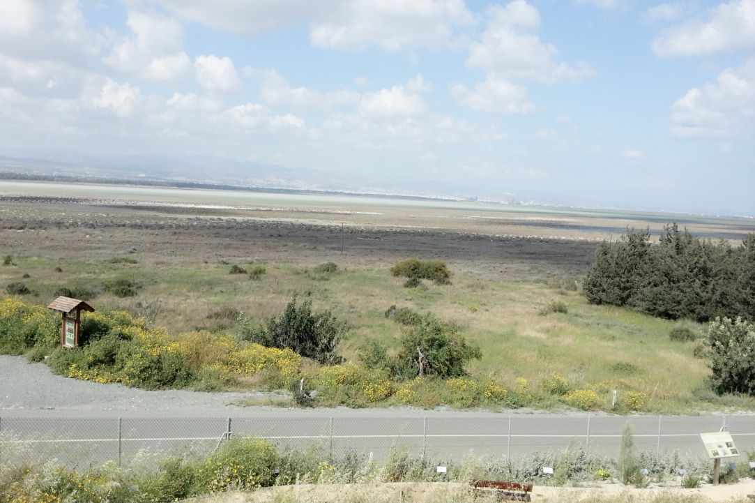 Saltlake of Akrotiri Limassol