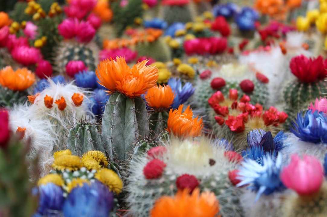 11th Exhibition for Cactus and Succulents gallery image 1