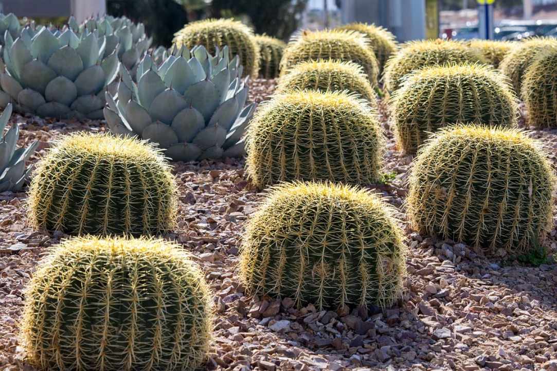 11th Exhibition for Cactus and Succulents gallery image 4