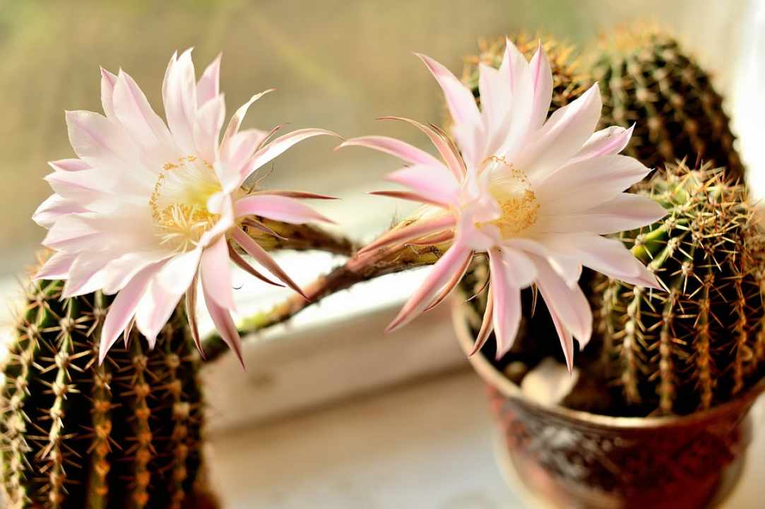 11th Exhibition for Cactus and Succulents gallery image 2