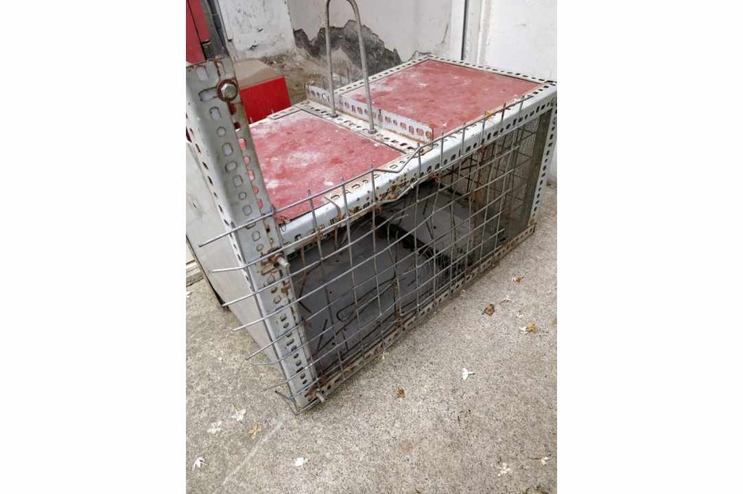 Animals abuse at a kebab house gallery image 4