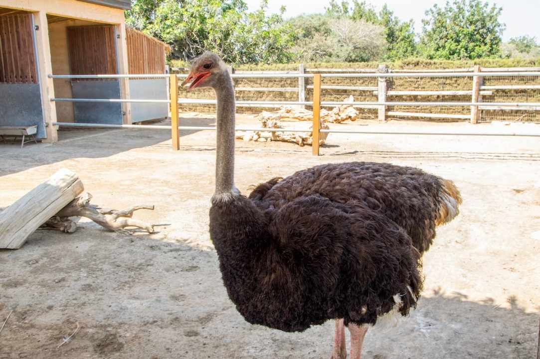 Η Cyprus Alive προτείνει εξόρμηση...στο Μαζωτό