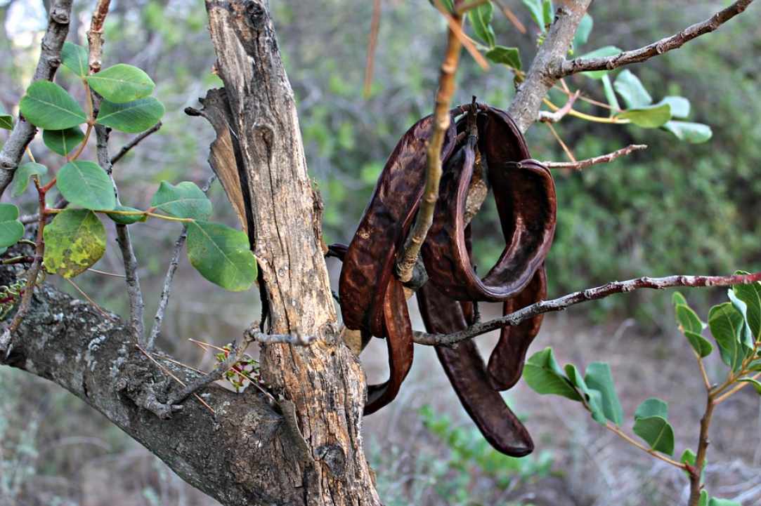 7th Annual Carob Festival in Pegeia