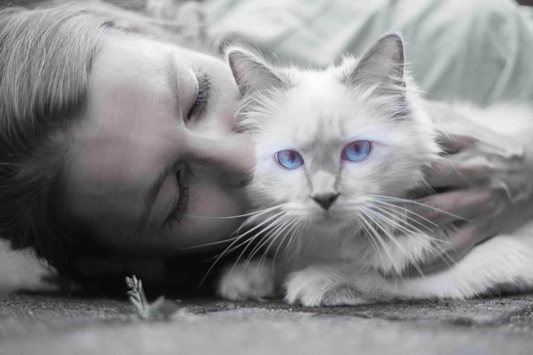 Animal welfare in Cyprus