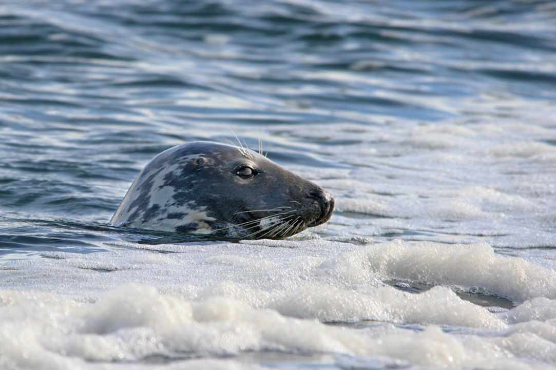 Seal in Cyprus?