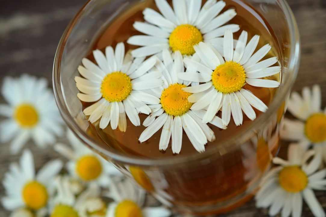 Chamomile. Learning about herbs.