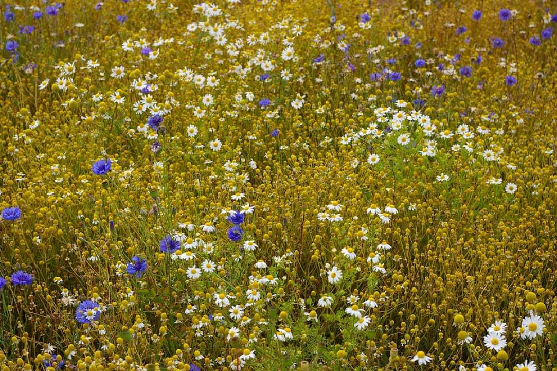 Chamomile. Learning about herbs.