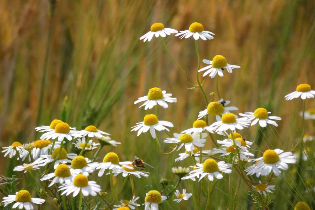 Chamomile. Learning about herbs.