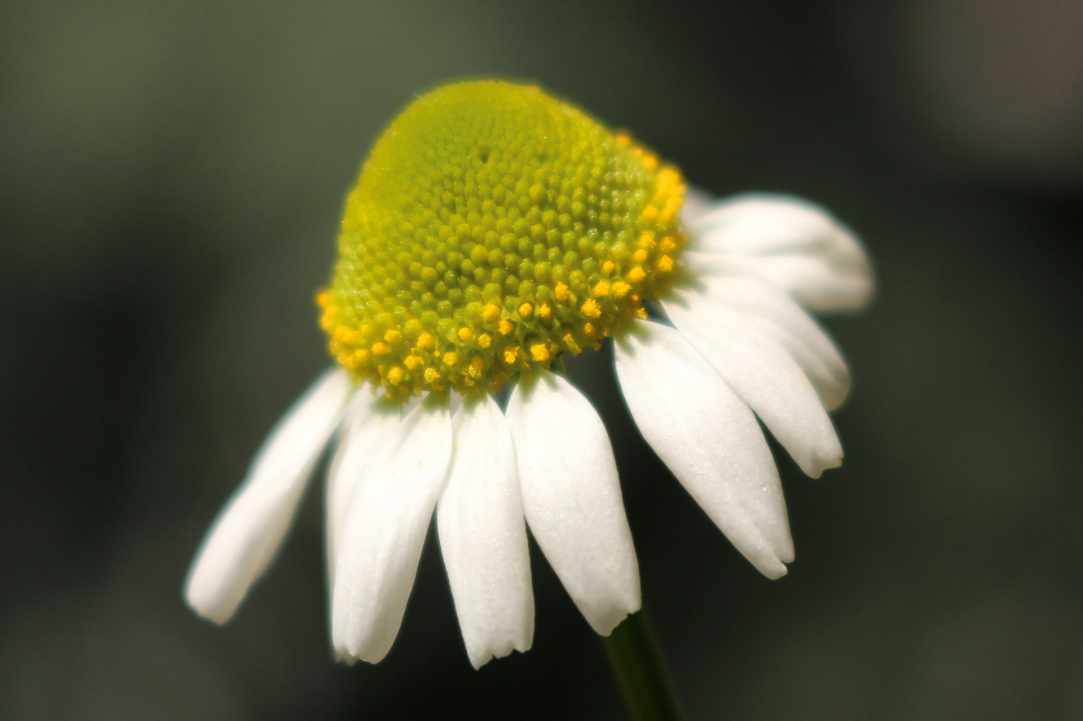 Chamomile. Learning about herbs.