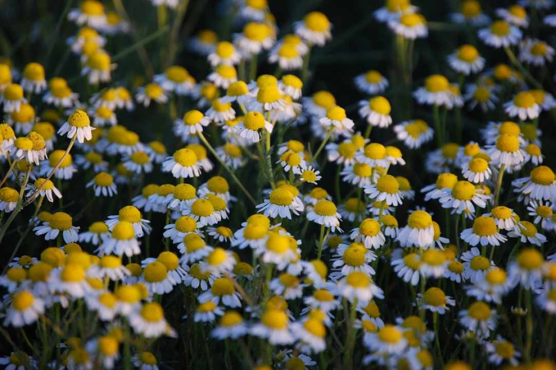 Chamomile. Learning about herbs.