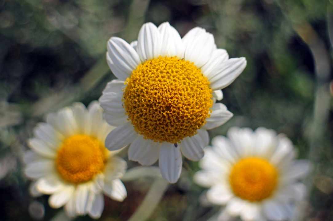 Chamomile. Learning about herbs.