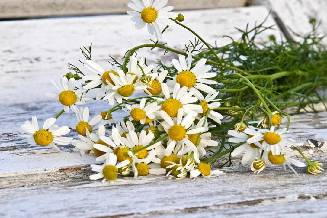 Chamomile. Learning about herbs.