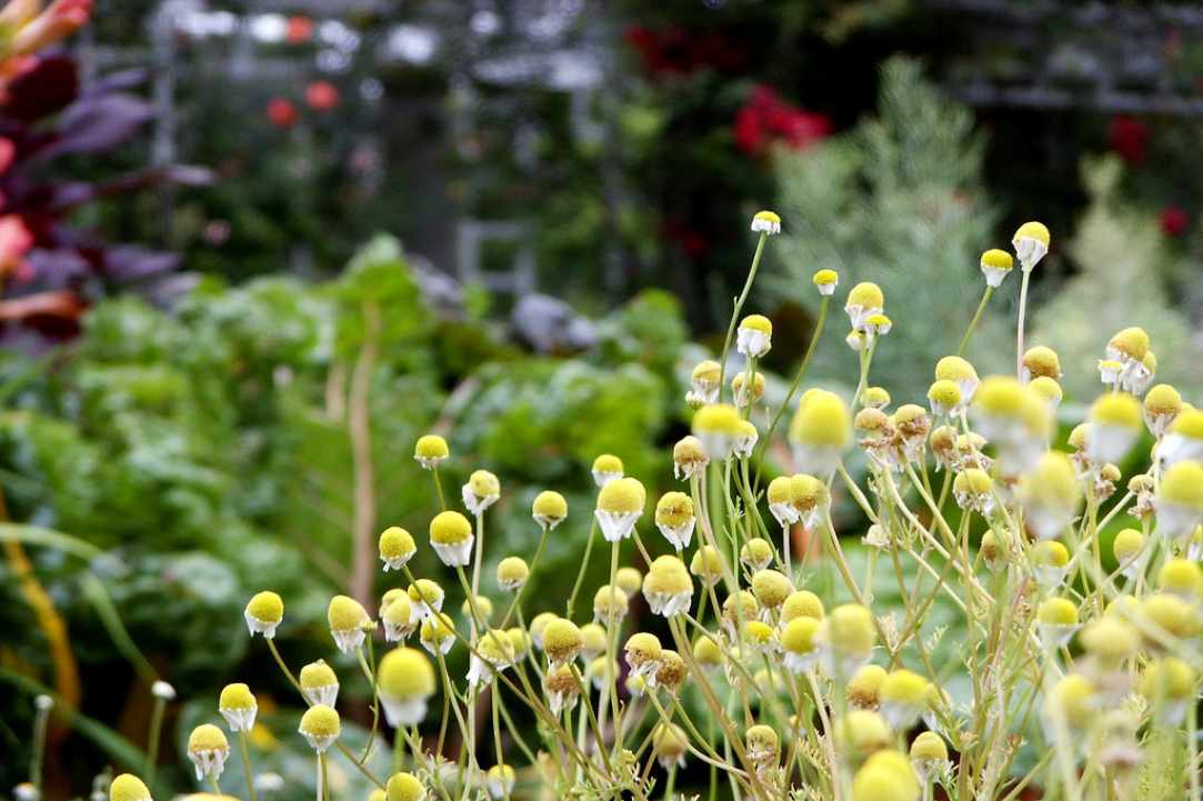 Chamomile. Learning about herbs.