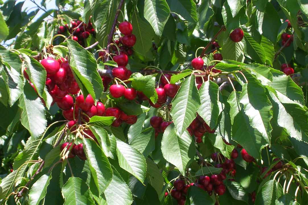 Let's go to the Cherry Festival!!