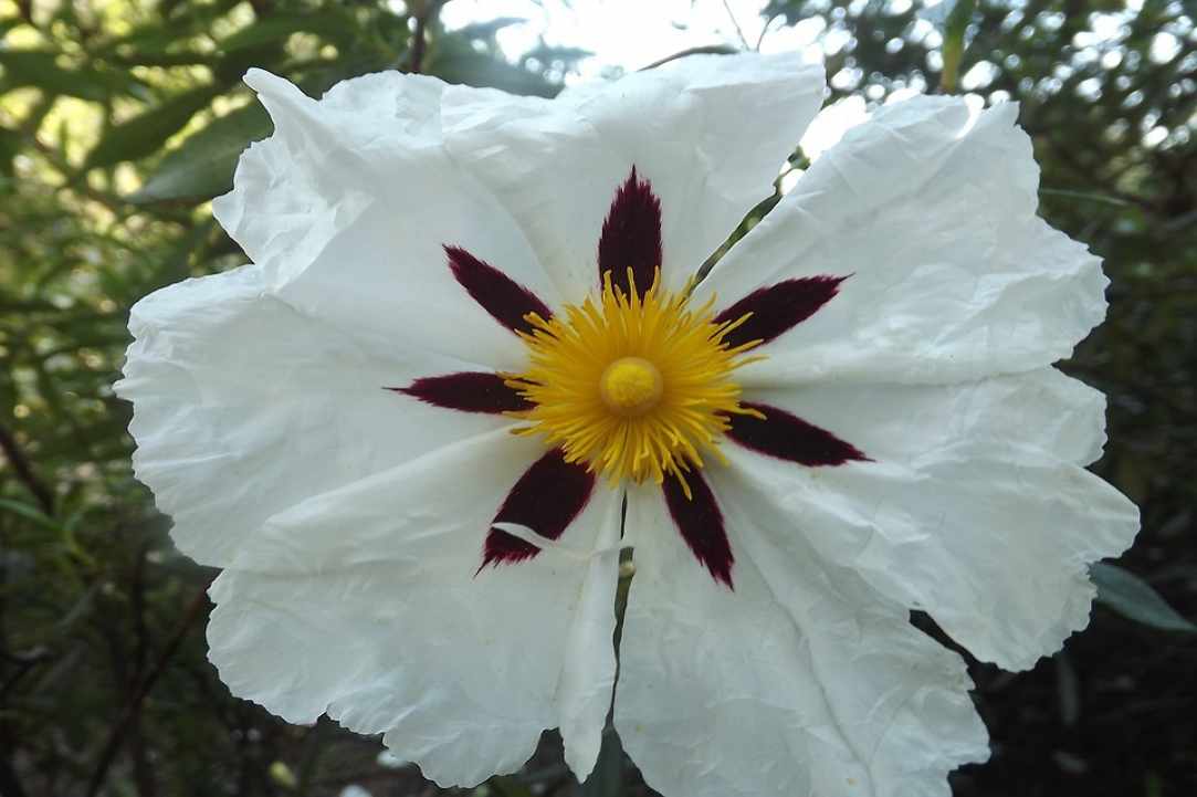 Cistus - Creticus