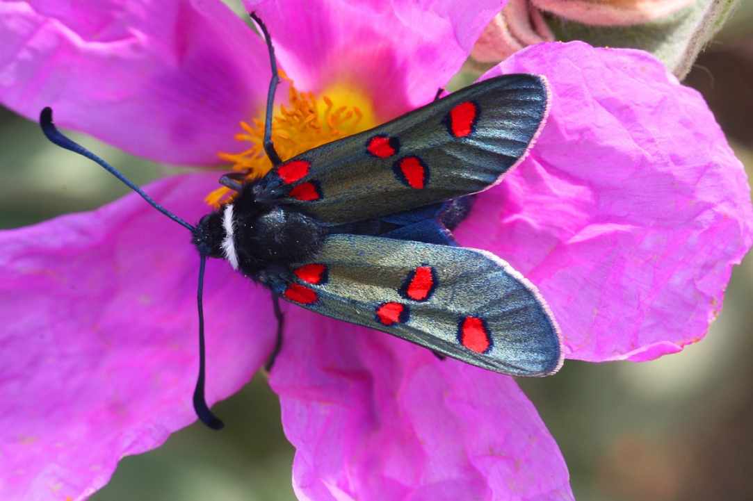 Cistus - Creticus