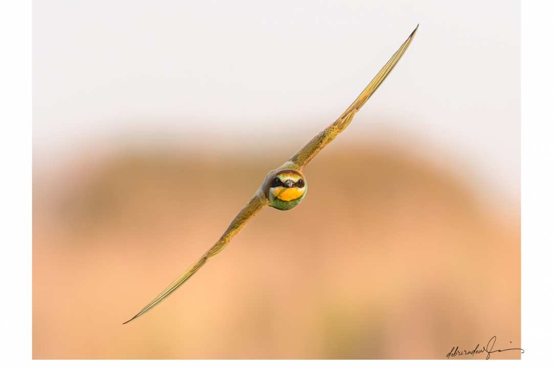 Birdwatching or Birding in Cyprus