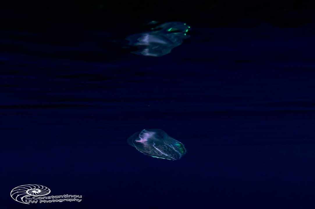 Jellyfish in Cyprus