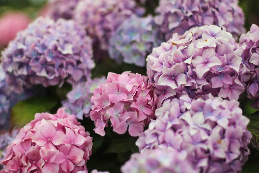 Different Types of Flowers in Cyprus