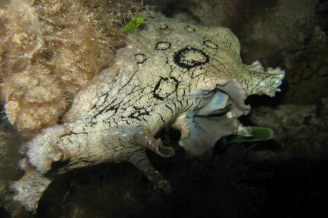 Night Dive