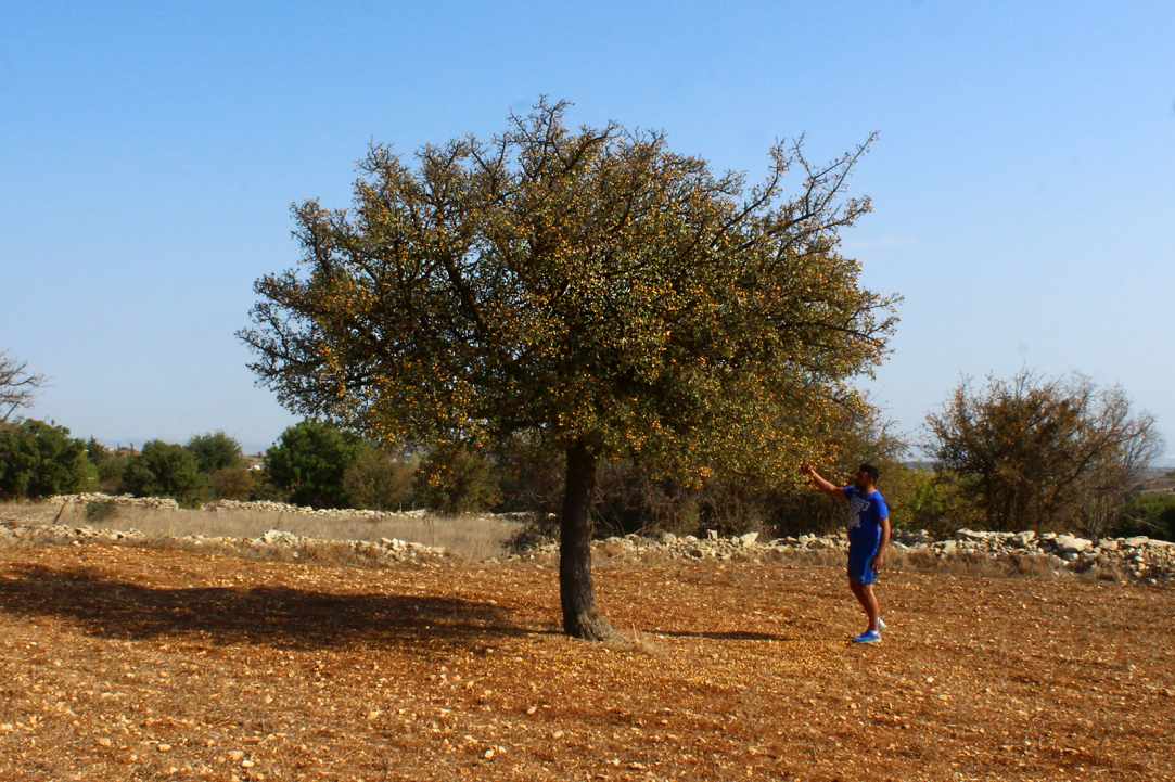 Η Μοσφιλιά ή αλλιώς Κράταιγος ο Αζαρόλος