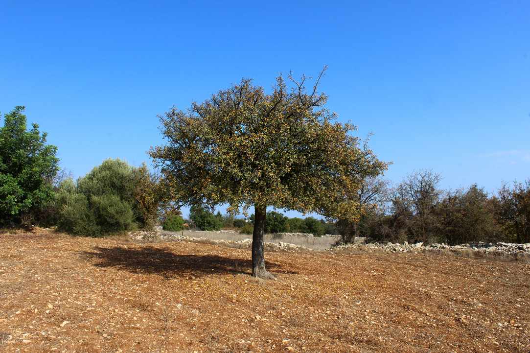 Η Μοσφιλιά ή αλλιώς Κράταιγος ο Αζαρόλος