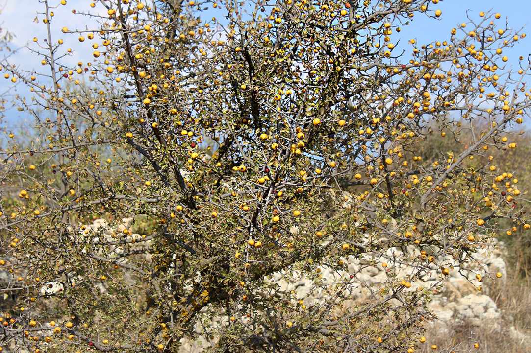 Η Μοσφιλιά ή αλλιώς Κράταιγος ο Αζαρόλος