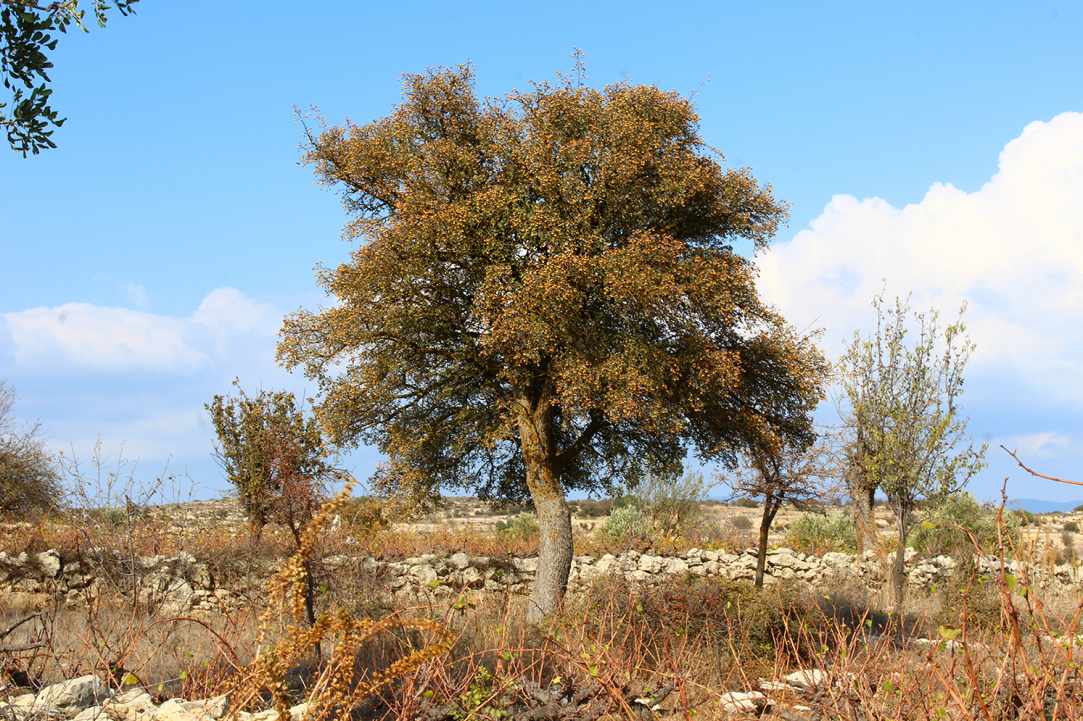 Η Μοσφιλιά ή αλλιώς Κράταιγος ο Αζαρόλος