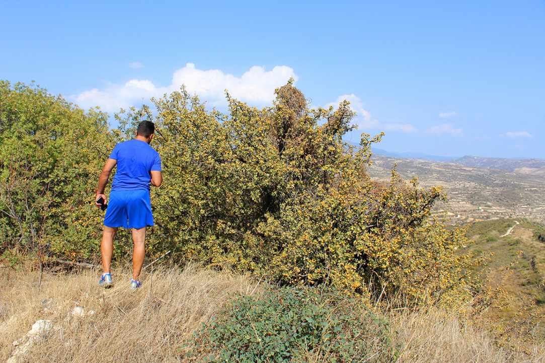 Η Μοσφιλιά ή αλλιώς Κράταιγος ο Αζαρόλος