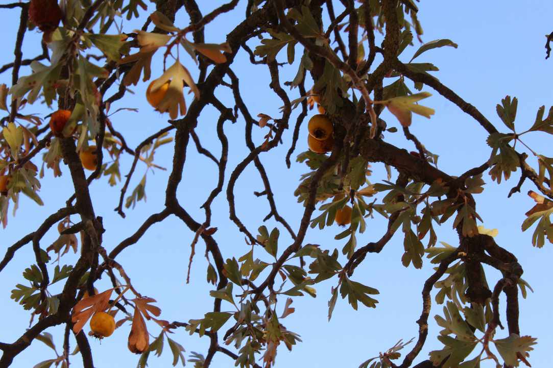 Η Μοσφιλιά ή αλλιώς Κράταιγος ο Αζαρόλος