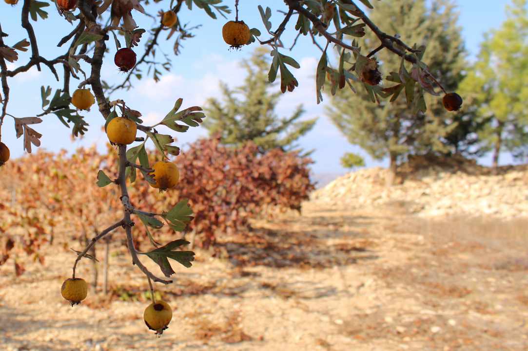 Η Μοσφιλιά ή αλλιώς Κράταιγος ο Αζαρόλος