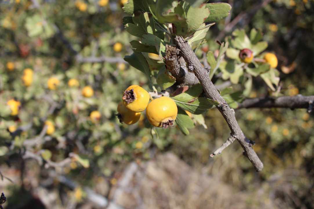 Η Μοσφιλιά ή αλλιώς Κράταιγος ο Αζαρόλος gallery image 5