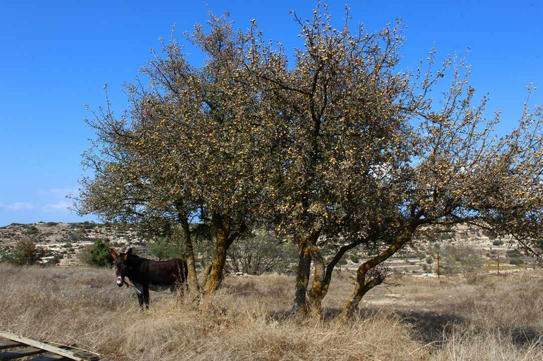 Η Μοσφιλιά ή αλλιώς Κράταιγος ο Αζαρόλος gallery image 4