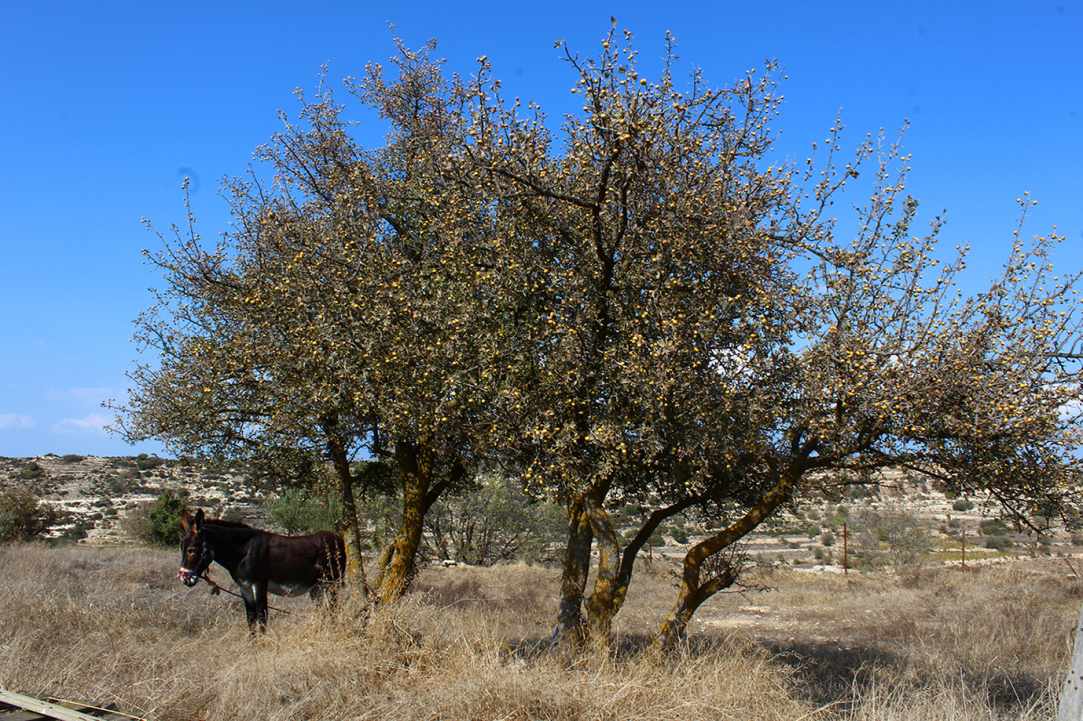 Η Μοσφιλιά ή αλλιώς Κράταιγος ο Αζαρόλος gallery image 3