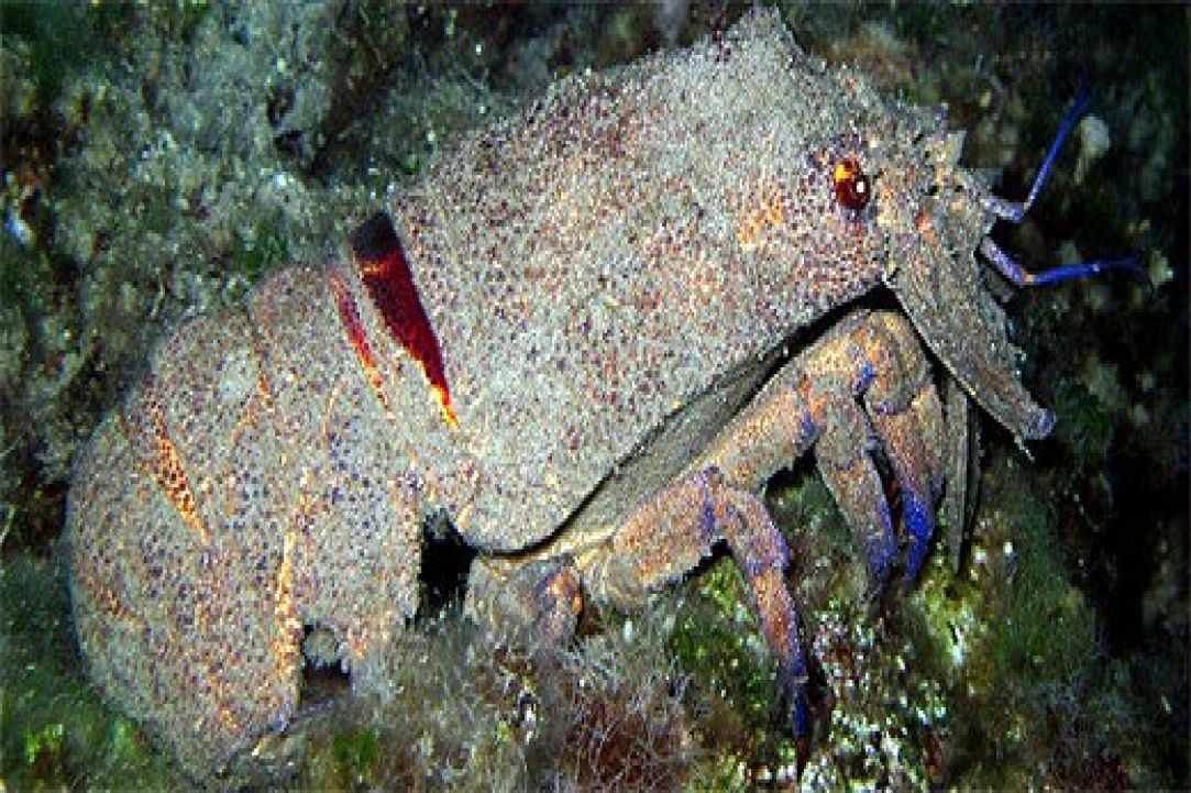 Night Dive