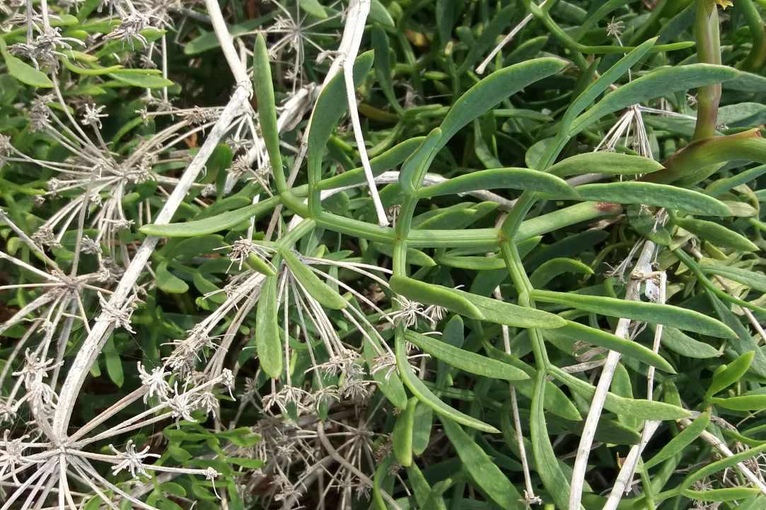 Crithmum (Sea fennel or Rock samphire)